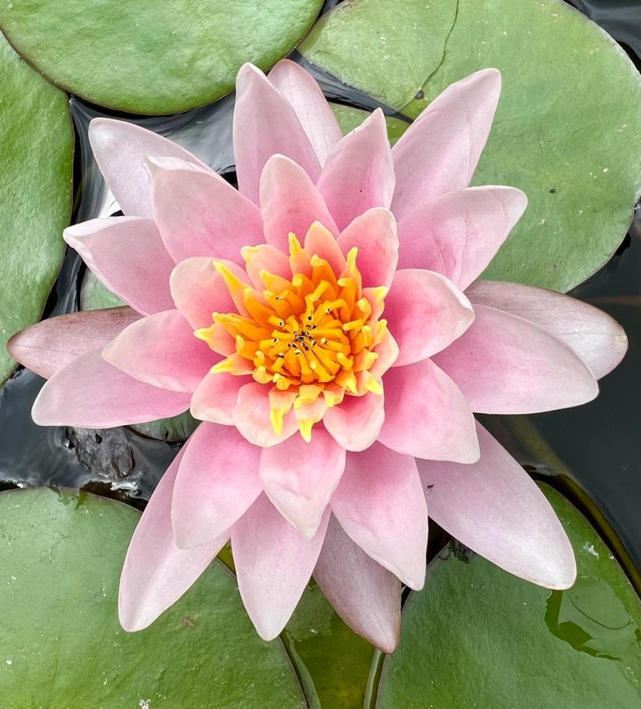 Gite 3 "Le Canal De Baza" Aux Magnolias Aubenas Luaran gambar