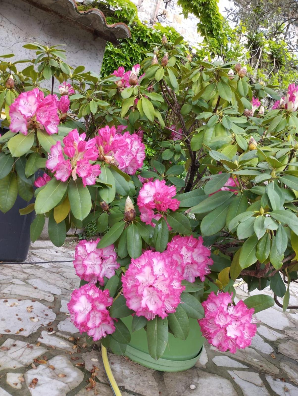 Gite 3 "Le Canal De Baza" Aux Magnolias Aubenas Luaran gambar